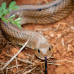 Master Pest Control Philippines | Safe & Reliable Pest Solutions